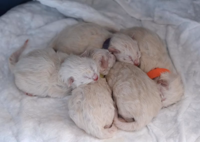 Ласка родила 5 котят